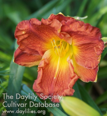 Daylily Bologongo